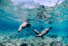 sea of cortez california sea lions