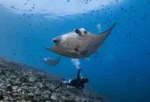 diving costa rica